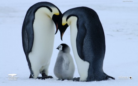 bornwild_penguin_baby