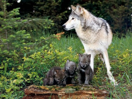 cute baby animals  008 - wolf pups