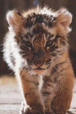 181aab8d897b46871c504eefdcdb4e52--cute-tigers-baby-tigers