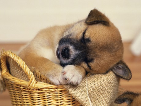 cute-sleeping-puppy-cute animal-pictures